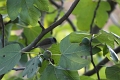 Fauvette tete noire Male-04
